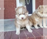 Small Photo #4 Siberian Husky Puppy For Sale in CROSSVILLE, AL, USA