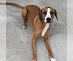 Small #5 Beagle-Redbone Coonhound Mix