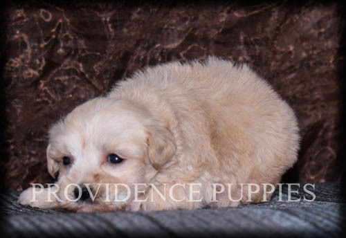Medium Photo #1 Poovanese Puppy For Sale in COPPOCK, IA, USA