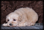Small Photo #1 Poovanese Puppy For Sale in COPPOCK, IA, USA