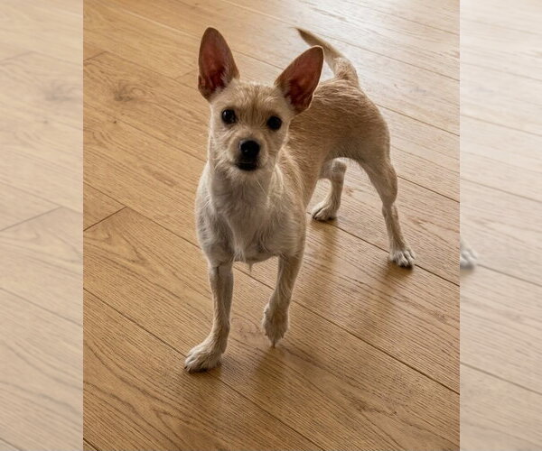 Medium Photo #1 Chihuahua-Unknown Mix Puppy For Sale in Genesee, WI, USA