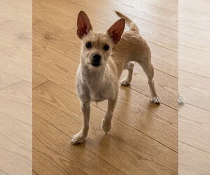 Chihuahua-Unknown Mix Dogs for adoption in Genesee, WI, USA