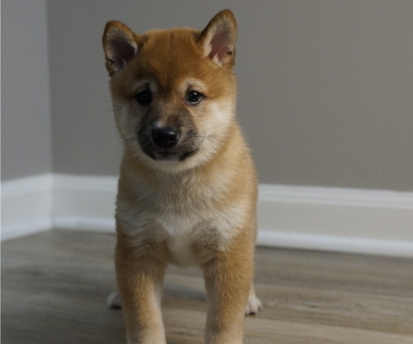 Medium Photo #30 Shiba Inu Puppy For Sale in CARPENTERSVILLE, IL, USA