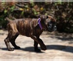 Small #7 Boxer