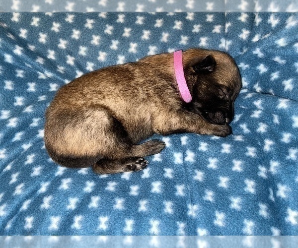 Medium Photo #233 Belgian Malinois Puppy For Sale in REESEVILLE, WI, USA