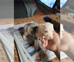 American Pit Bull Terrier Puppy for sale in LAWNDALE, NC, USA