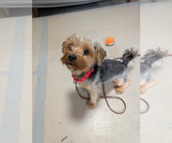 Medium Photo #4 Shih Tzu-Unknown Mix Puppy For Sale in Oro Medonte, Ontario, Canada