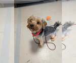Small #3 Shih Tzu Mix