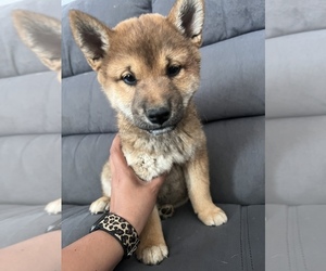 Shiba Inu Puppy for sale in CERES, CA, USA