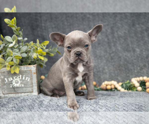 Medium Photo #3 Faux Frenchbo Bulldog-French Bulldog Mix Puppy For Sale in NEW CONCORD, OH, USA