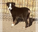 Small #9 Miniature Australian Shepherd