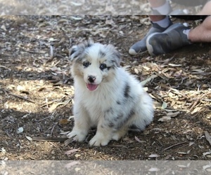 Medium Australian Shepherd