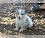 Puppy Zorro Australian Shepherd