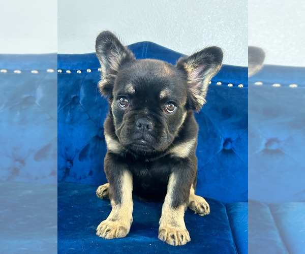 Medium Photo #9 French Bulldog Puppy For Sale in DALLAS, TX, USA