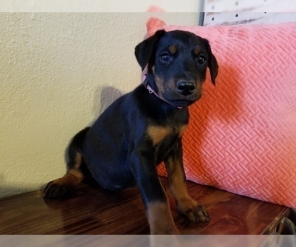Medium Photo #13 Doberman Pinscher Puppy For Sale in DRUMRIGHT, OK, USA