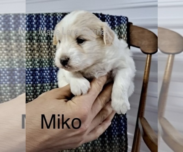 Medium Photo #12 Pookimo Puppy For Sale in CLARE, MI, USA