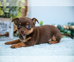 Puppy Percy Chihuahua