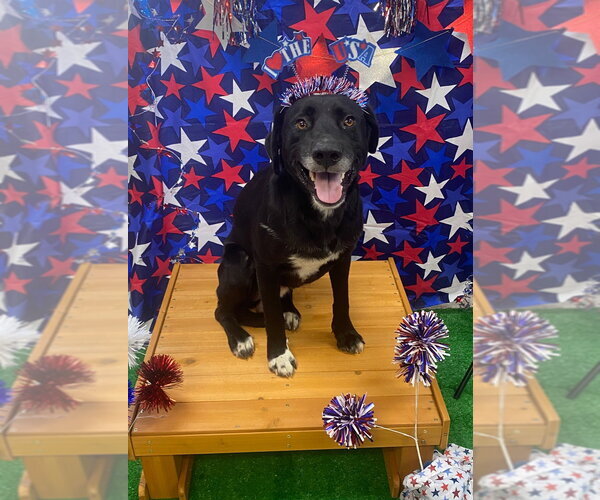 Medium Photo #7 Labrador Retriever-Unknown Mix Puppy For Sale in Bryant, AR, USA
