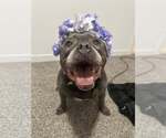 Small #1 American French Bull Terrier