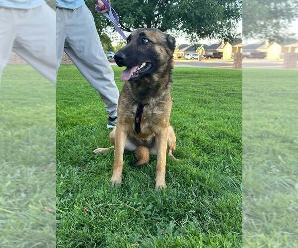 Medium Photo #2 German Shepherd Dog-Unknown Mix Puppy For Sale in Imlay City, MI, USA