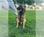 Small #1 German Shepherd Dog Mix