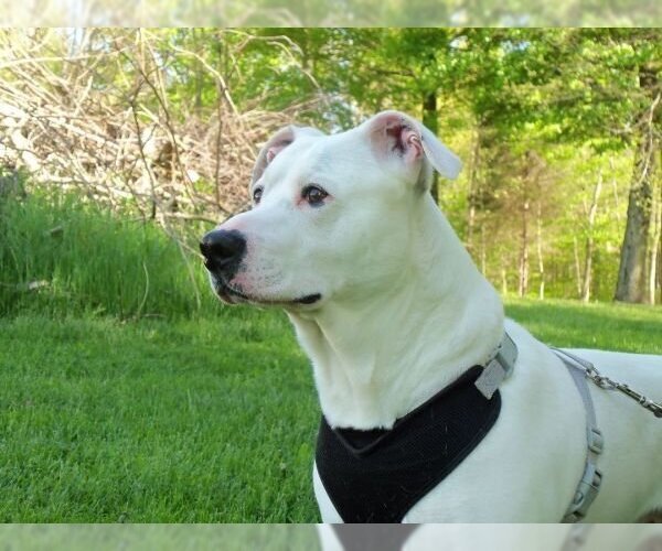 Medium Photo #4 American Pit Bull Terrier Puppy For Sale in Osgood, IN, USA