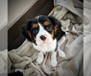 Cavalier King Charles Spaniel Puppy for sale in CORONA, CA, USA