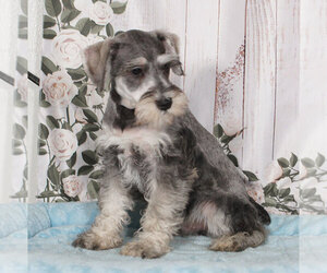 Schnauzer (Miniature) Puppy for sale in PENNS CREEK, PA, USA