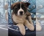 Small Saint Bernard Mix