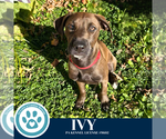 Small #3 Labrador Retriever Mix