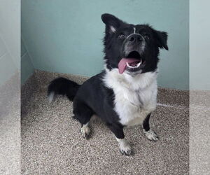 Border Collie-Unknown Mix Dogs for adoption in Martinsburg, WV, USA