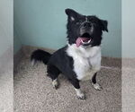 Small Border Collie Mix