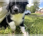 Small Photo #8 Australian Shepherd Puppy For Sale in YADKINVILLE, NC, USA