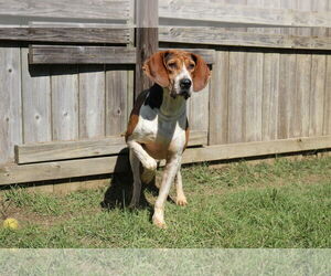 Rocko - Male Mutt Dog for Adoption - Photo #6