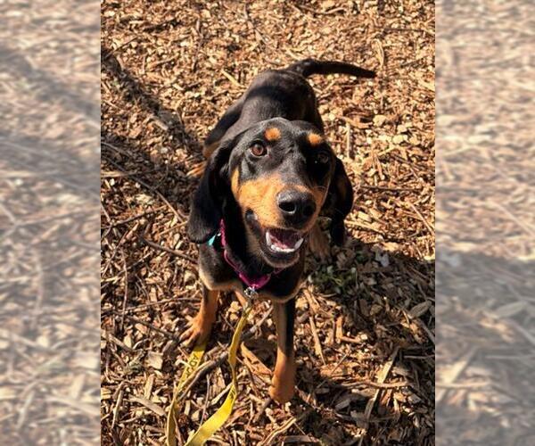 Medium Photo #1 Black and Tan Coonhound-Unknown Mix Puppy For Sale in Waterford, VA, USA