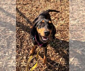 Black and Tan Coonhound-Unknown Mix Dogs for adoption in Waterford, VA, USA