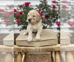 Small Photo #12 Goldendoodle Puppy For Sale in FRANKLIN, VA, USA