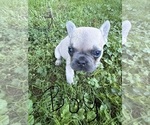 Puppy Puppy 2 French Bulldog