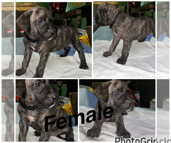 Medium Photo #3 Cane Corso-Presa Canario Mix Puppy For Sale in BALTIMORE, MD, USA