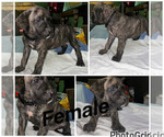 Small #2 Cane Corso-Presa Canario Mix
