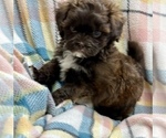 Small Photo #2 ShihPoo Puppy For Sale in SILEX, MO, USA