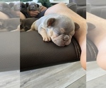 Small Photo #6 French Bulldog Puppy For Sale in FONTANA, CA, USA