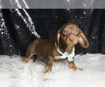 Small #5 Dachshund