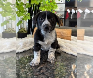 Australian Cattle Dog-Dachshund Mix Puppy for sale in FRANKLIN, IN, USA