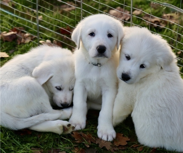 Medium Photo #1 Akbash-Great Pyrenees Mix Puppy For Sale in RIDGEFIELD, WA, USA