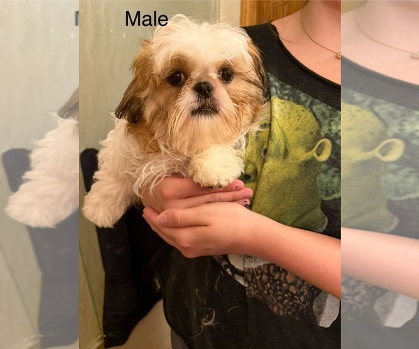 Medium Photo #5 Shih Tzu Puppy For Sale in HILLSBOROUGH, NJ, USA