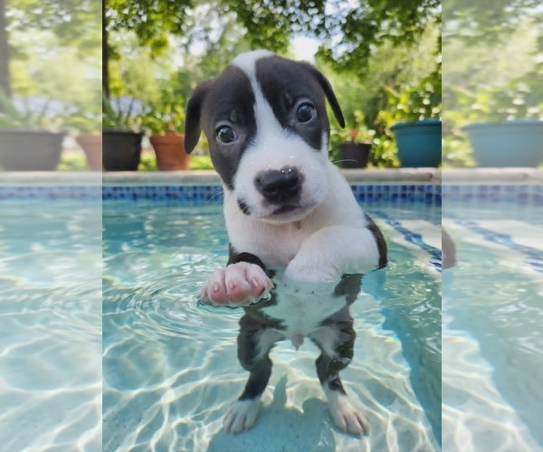 Medium Photo #2 Labrador Retriever-Unknown Mix Puppy For Sale in Royal Palm Beach, FL, USA