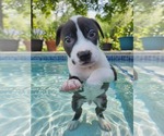 Small #1 Labrador Retriever Mix