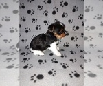 Small #3 Biewer Yorkie