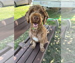 Small #3 Miniature Labradoodle